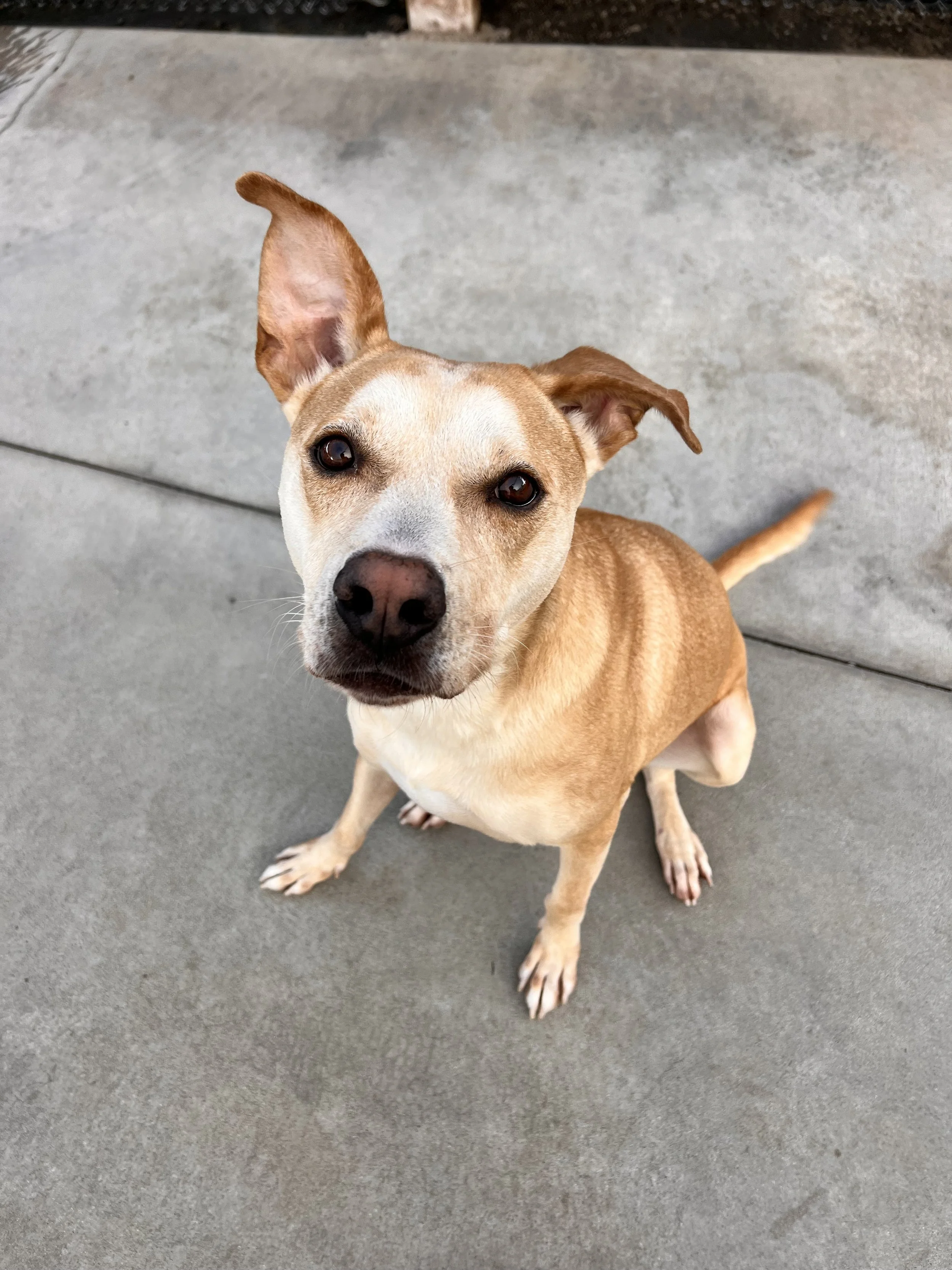 Adoptable BamBam! Priceless Pet Rescue 