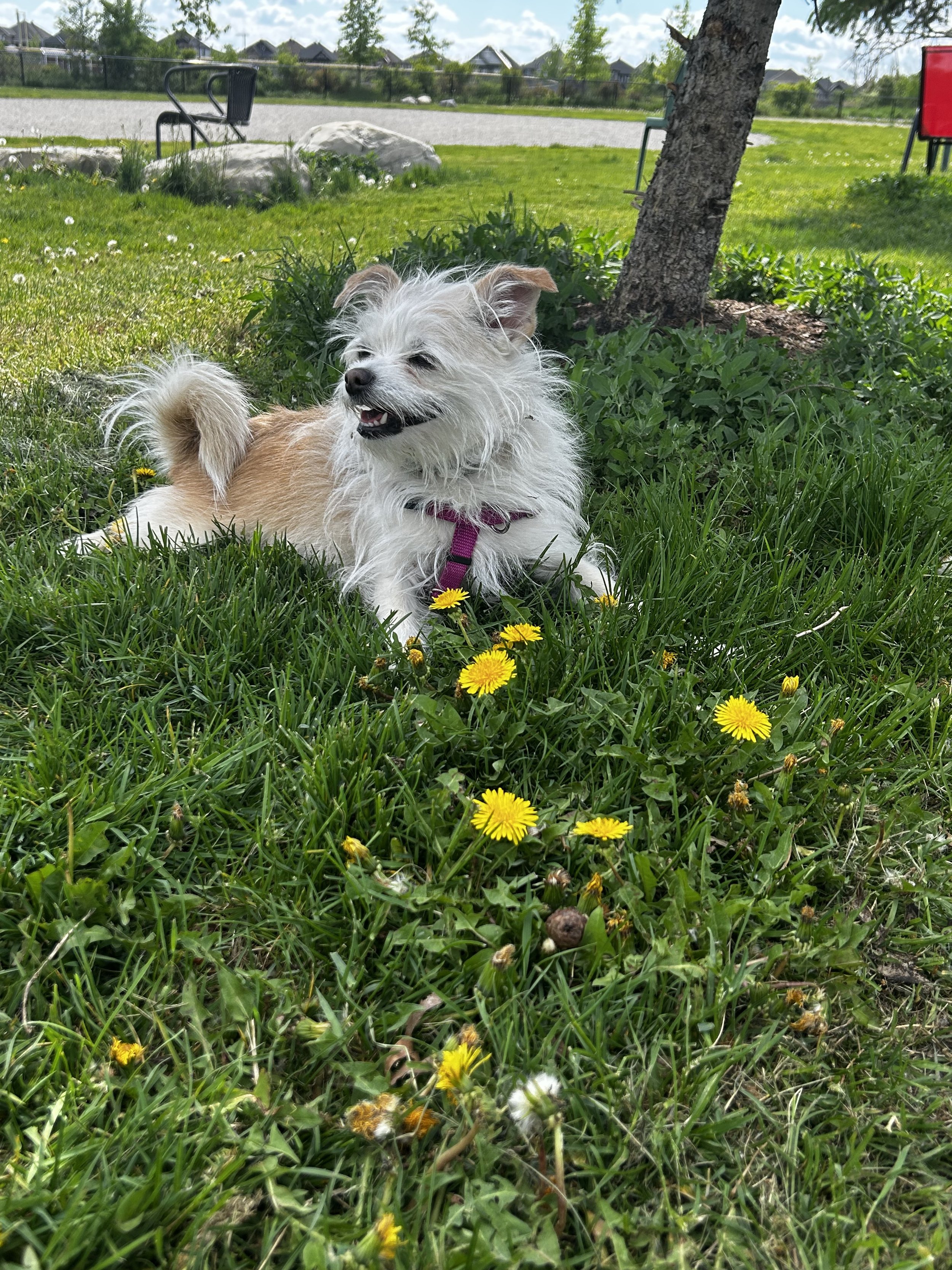 Dandelions Don’t EVER Ask Permission