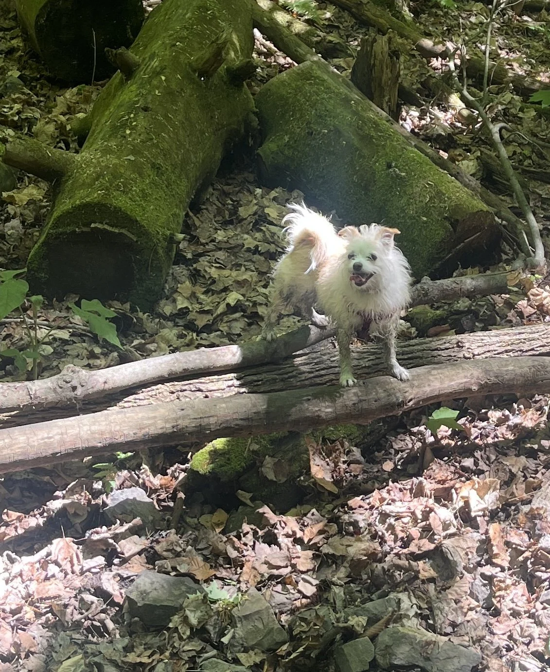 Where I’m Most Joyful and Queer: On the Trail, Off the Leash