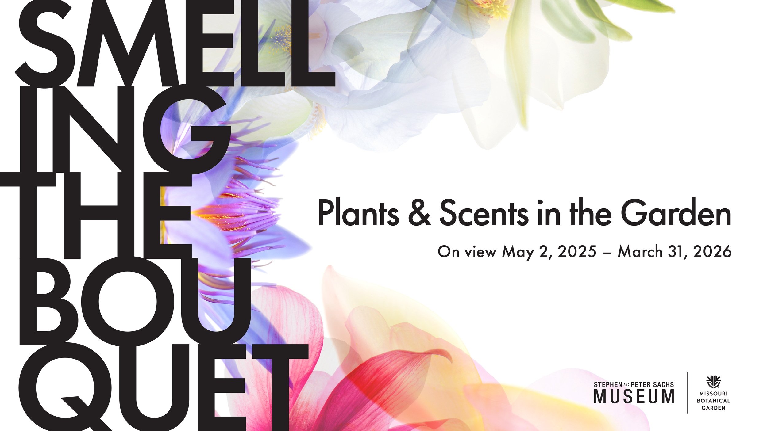 Plants & Scents in the Garden