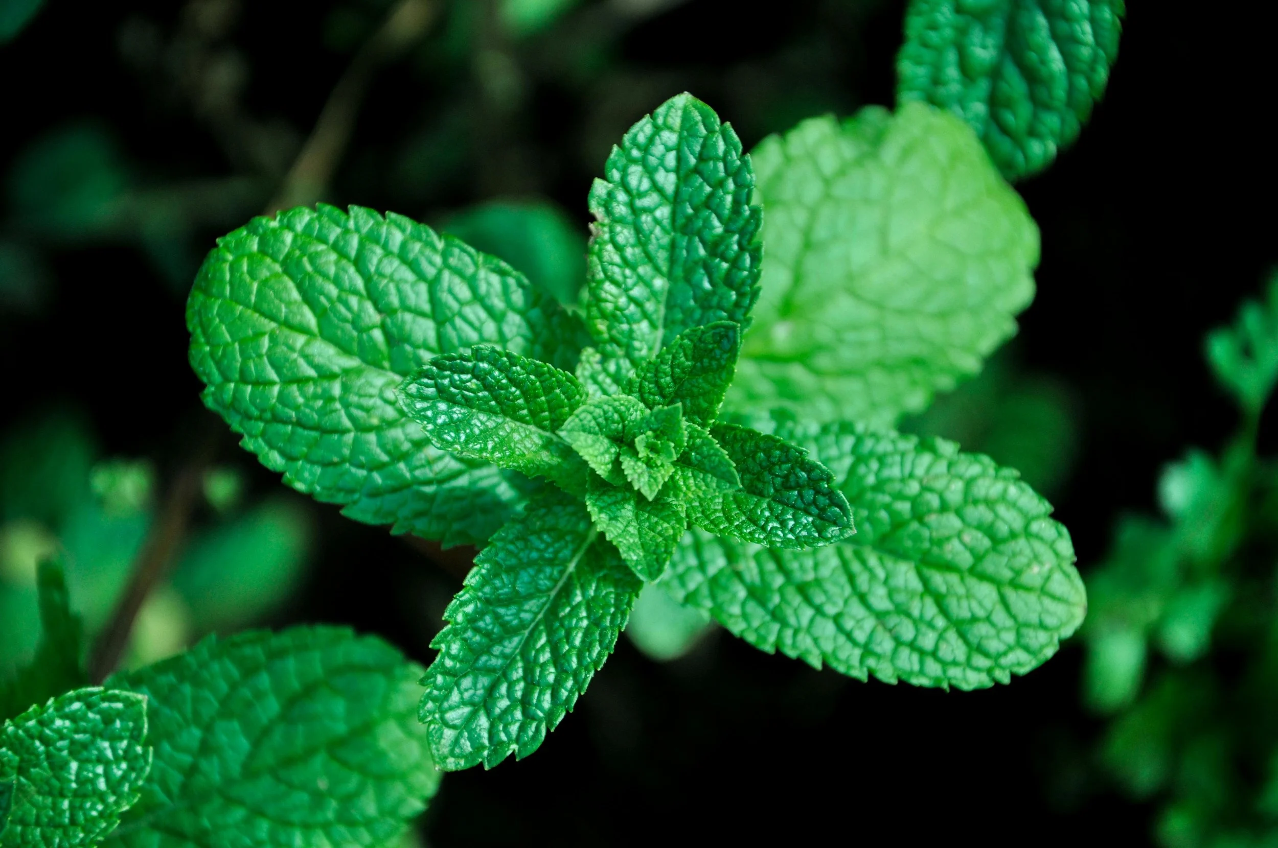 Sniffing Menthol May Improve Cognitive Function in Alzheimer's Disease