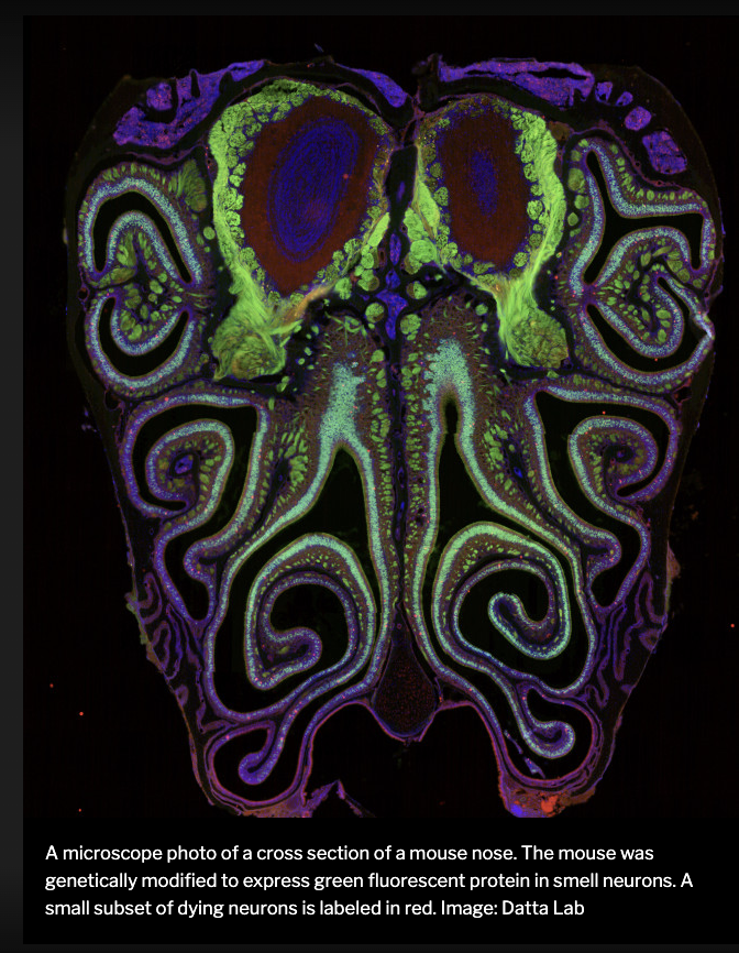 Scientists Develop First Smell Map: New Research Sheds Light on How Information Travels from Nose to Brain