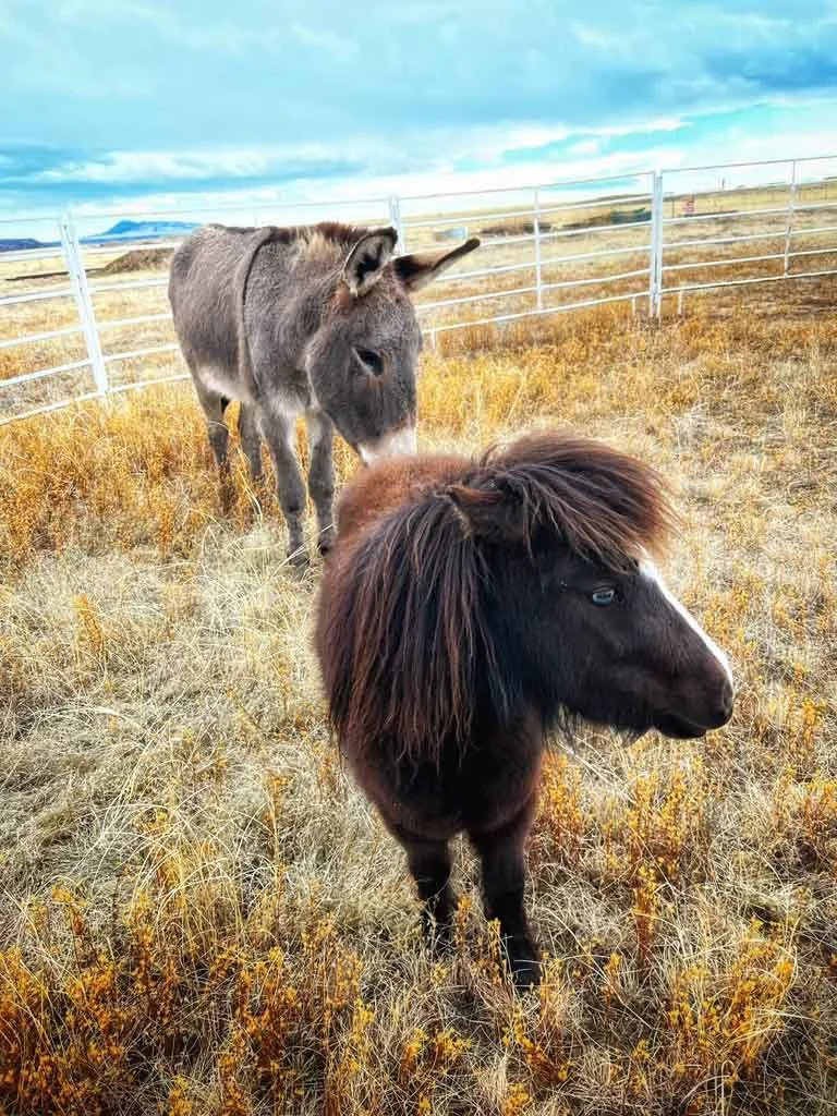 Horse2.jpg