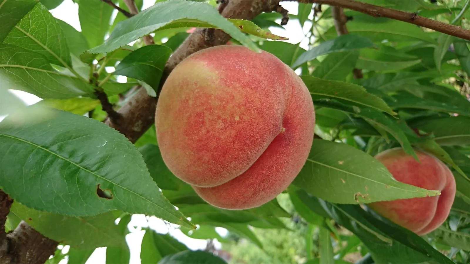 樹上熟