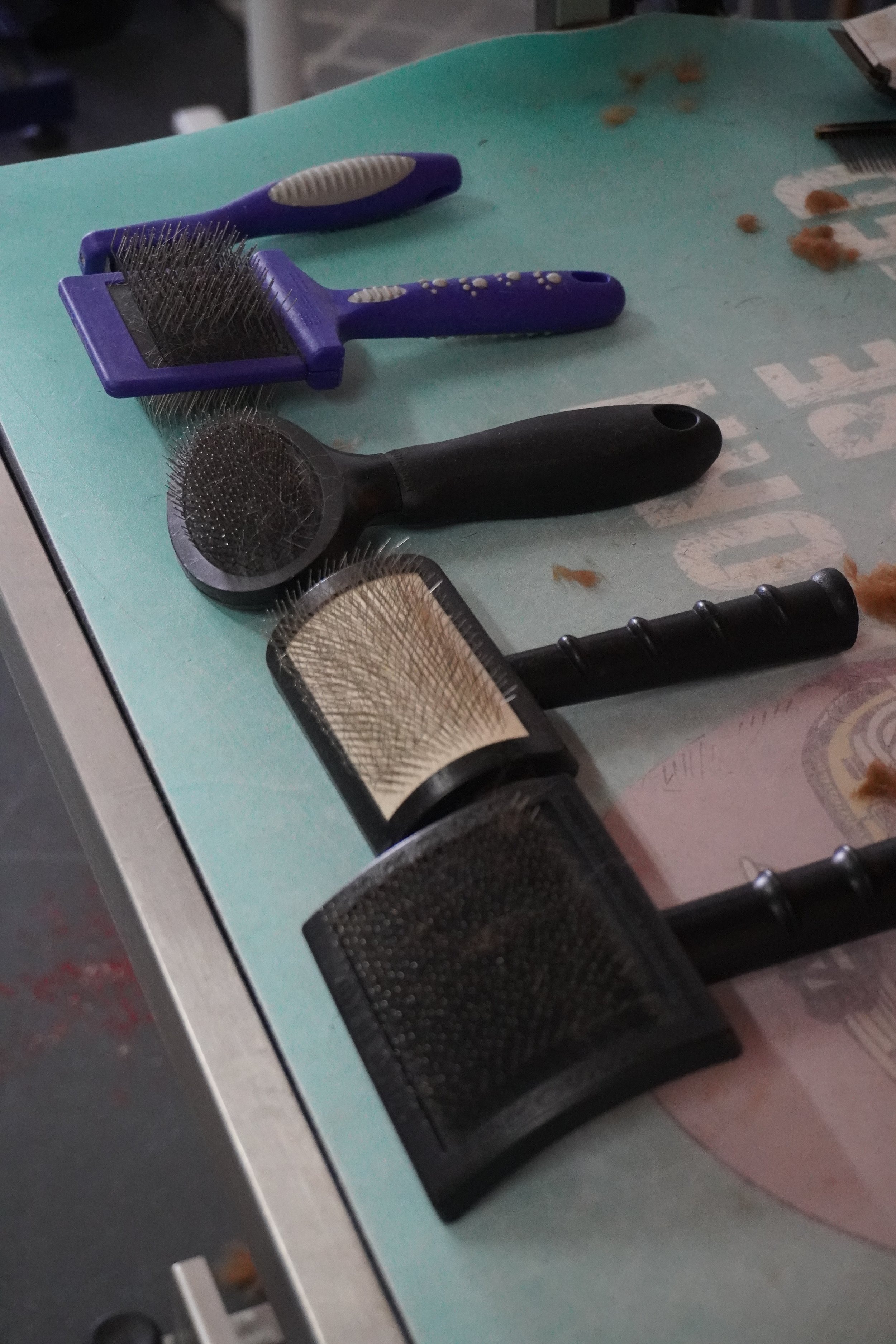 Skin and Coat Care Seminar with Elle