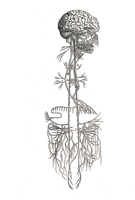 THE VAGUS NERVE