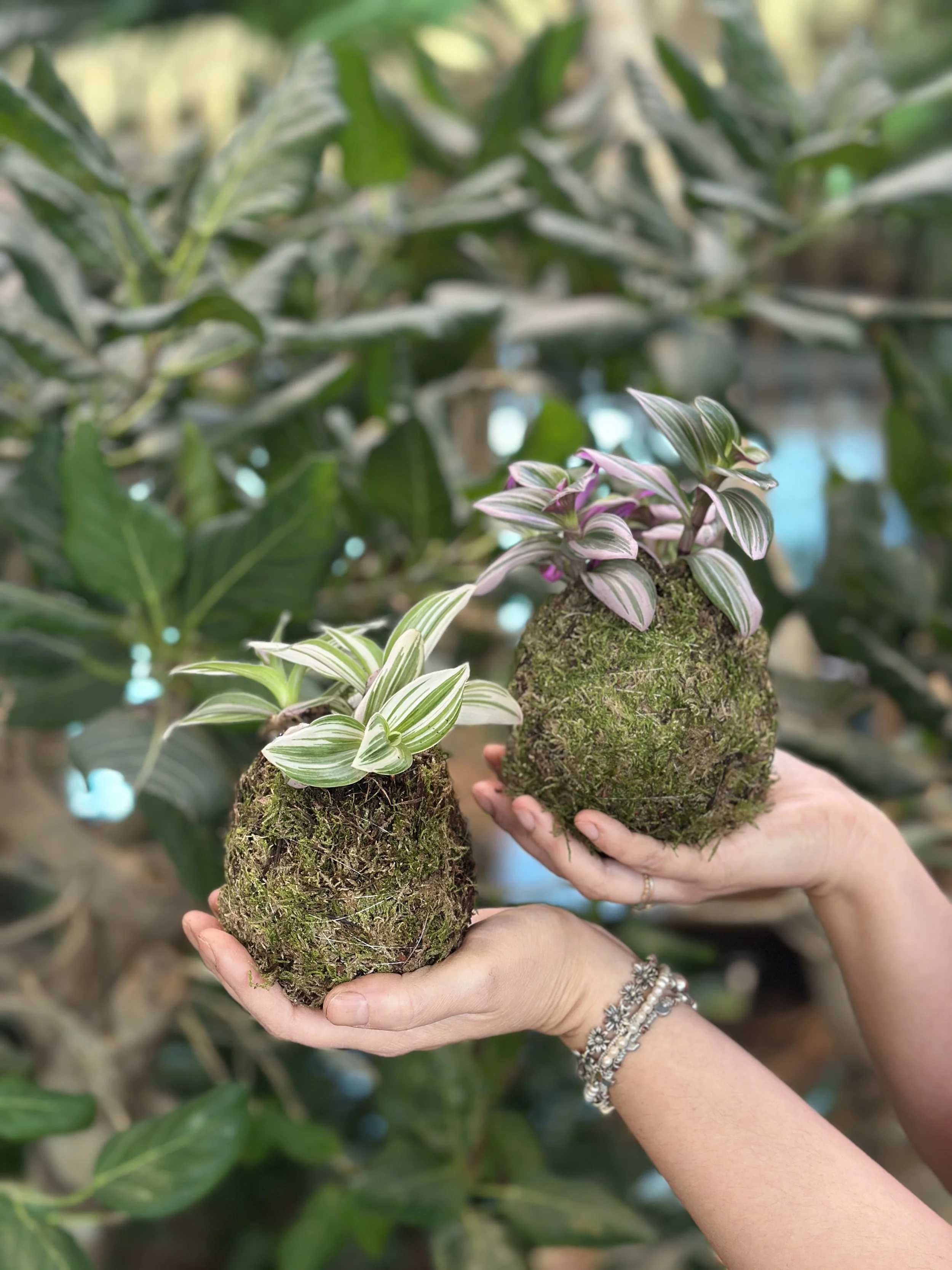 Craft Club: Make your own Kokedama