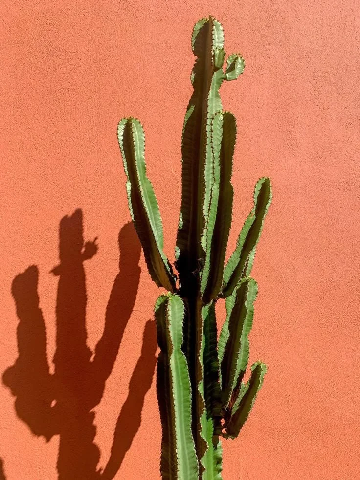 Cactus.jpeg