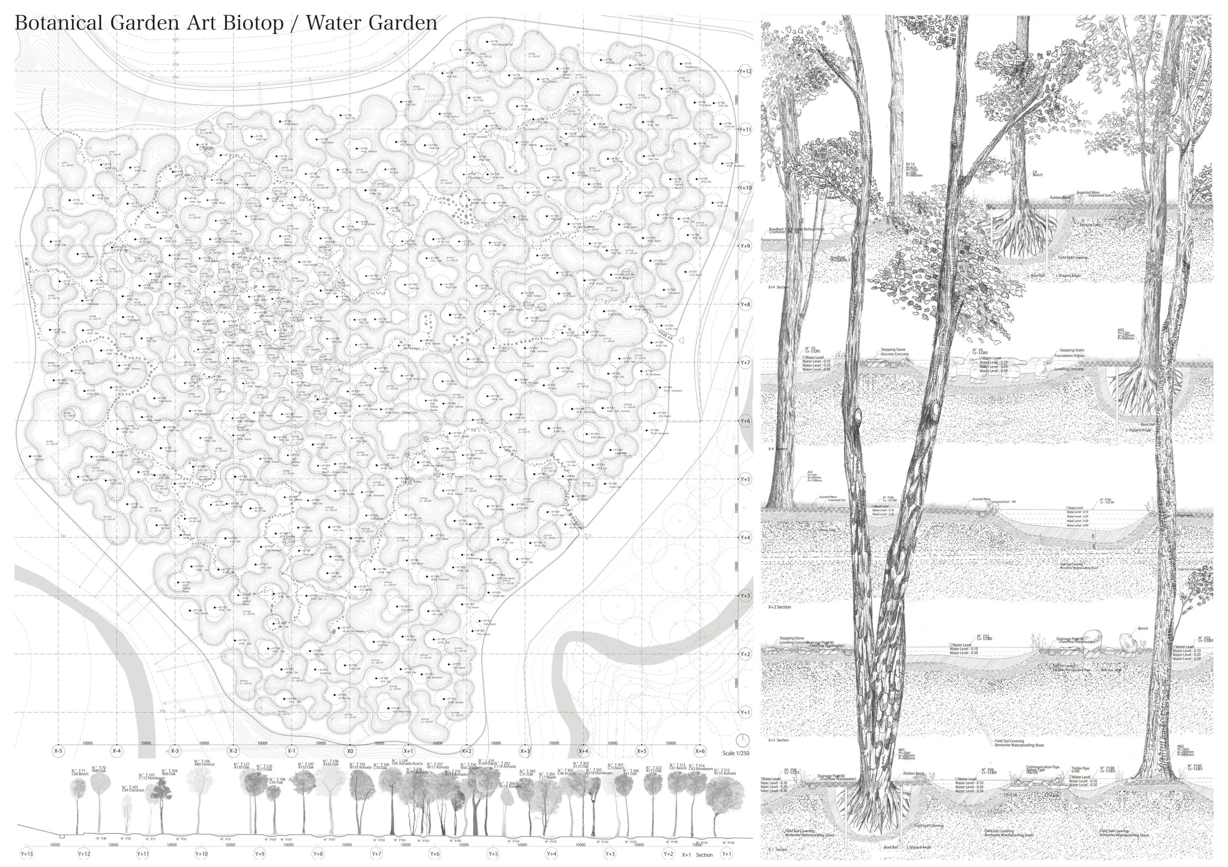 Blueprint drawing of a water garden with detailed cross-sections of trees, plants, and water features, alongside a botanical garden art biotop or water garden plan.