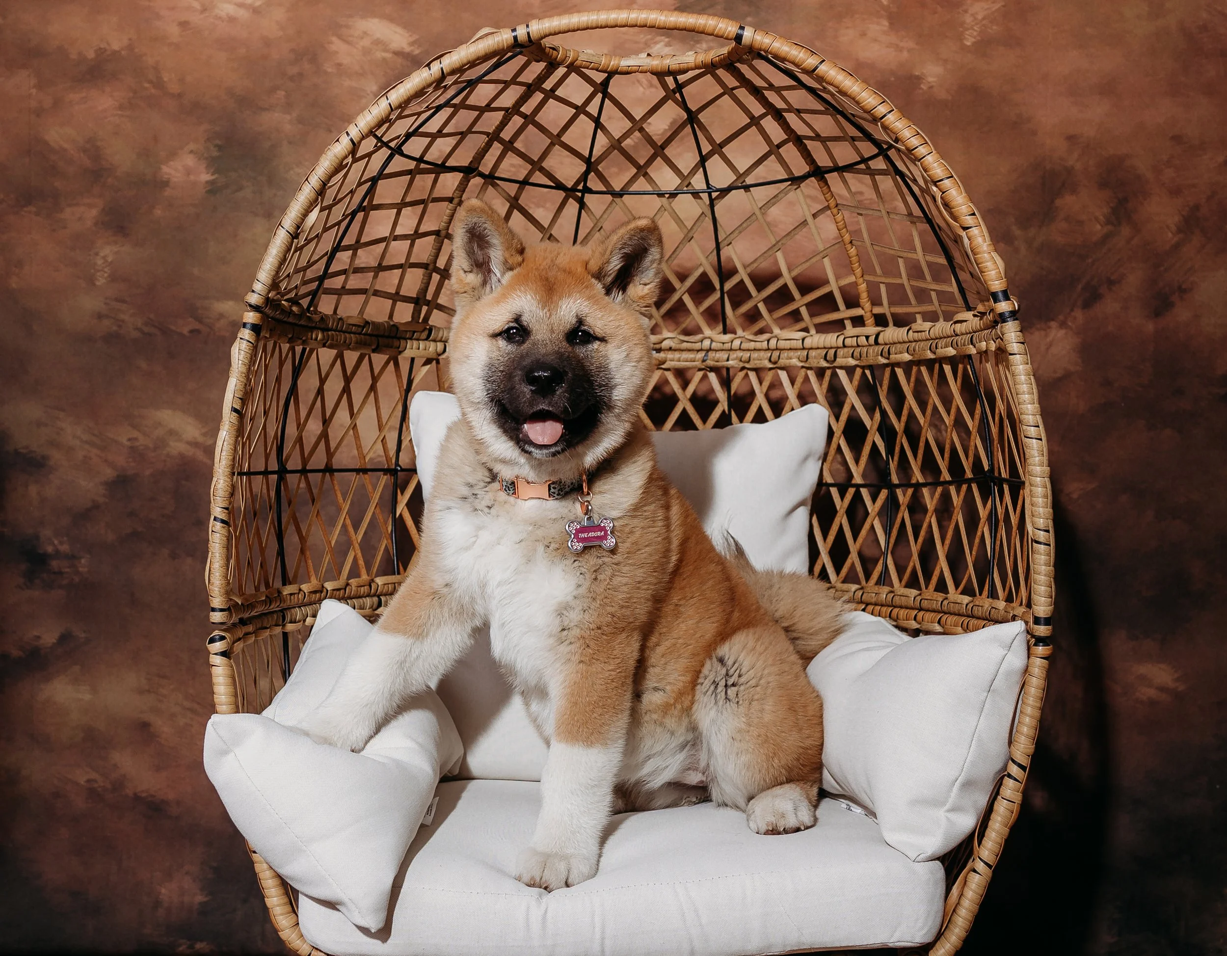 Akita puppy session