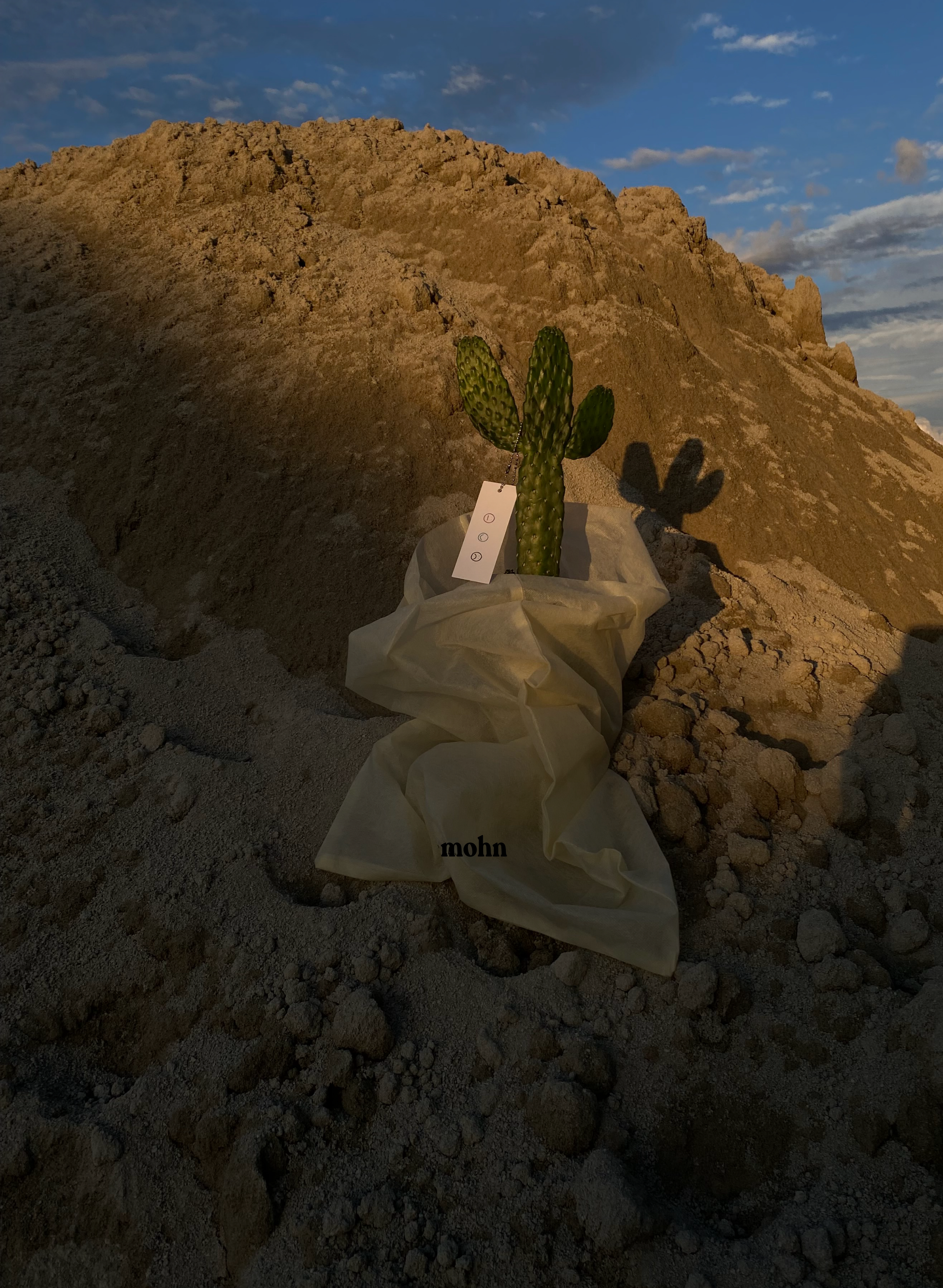 cacti23-2.png
