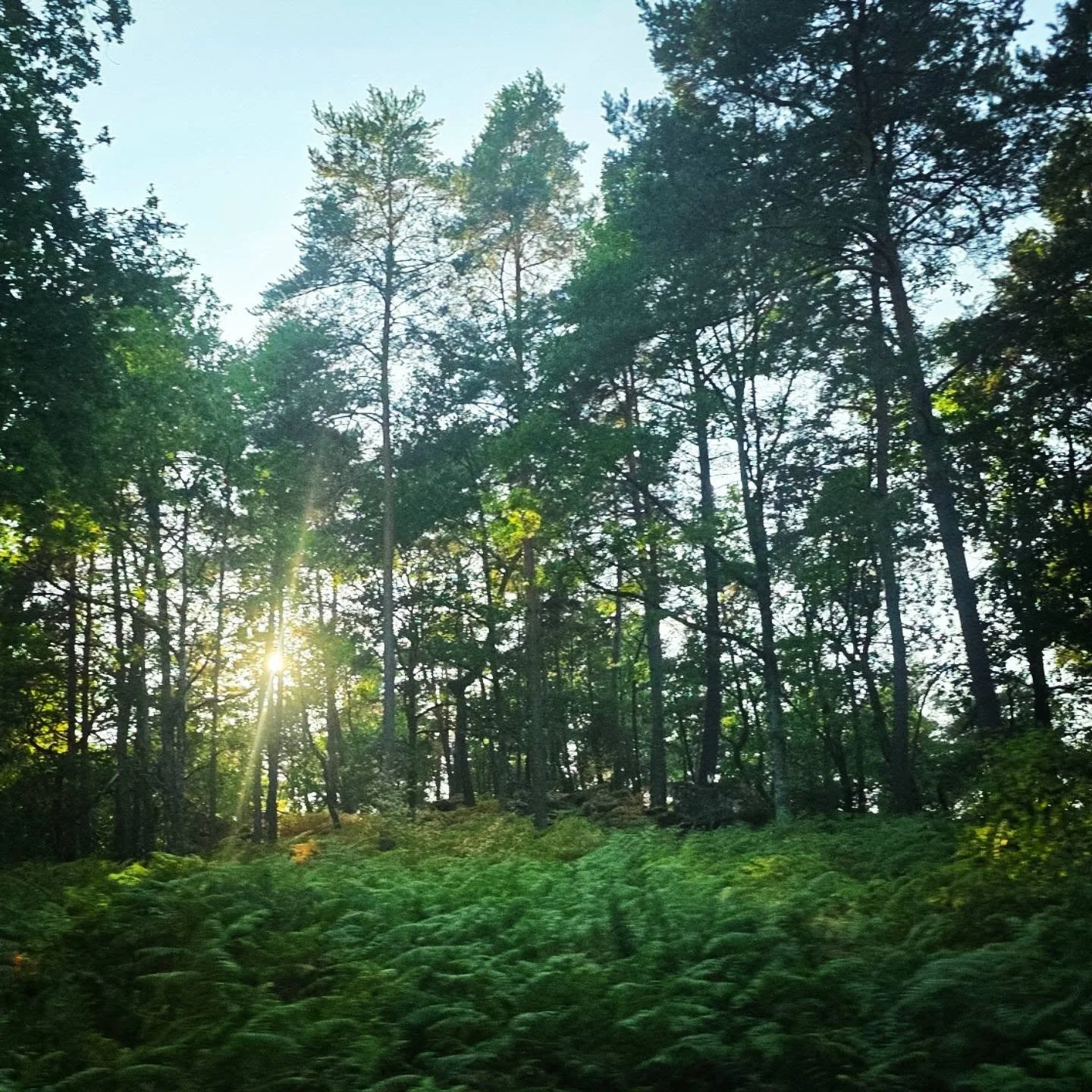 Quite the dream state a forest &amp; mother nature can be. #tuacDreamState #theuglyartclub #artclub #artinspo
