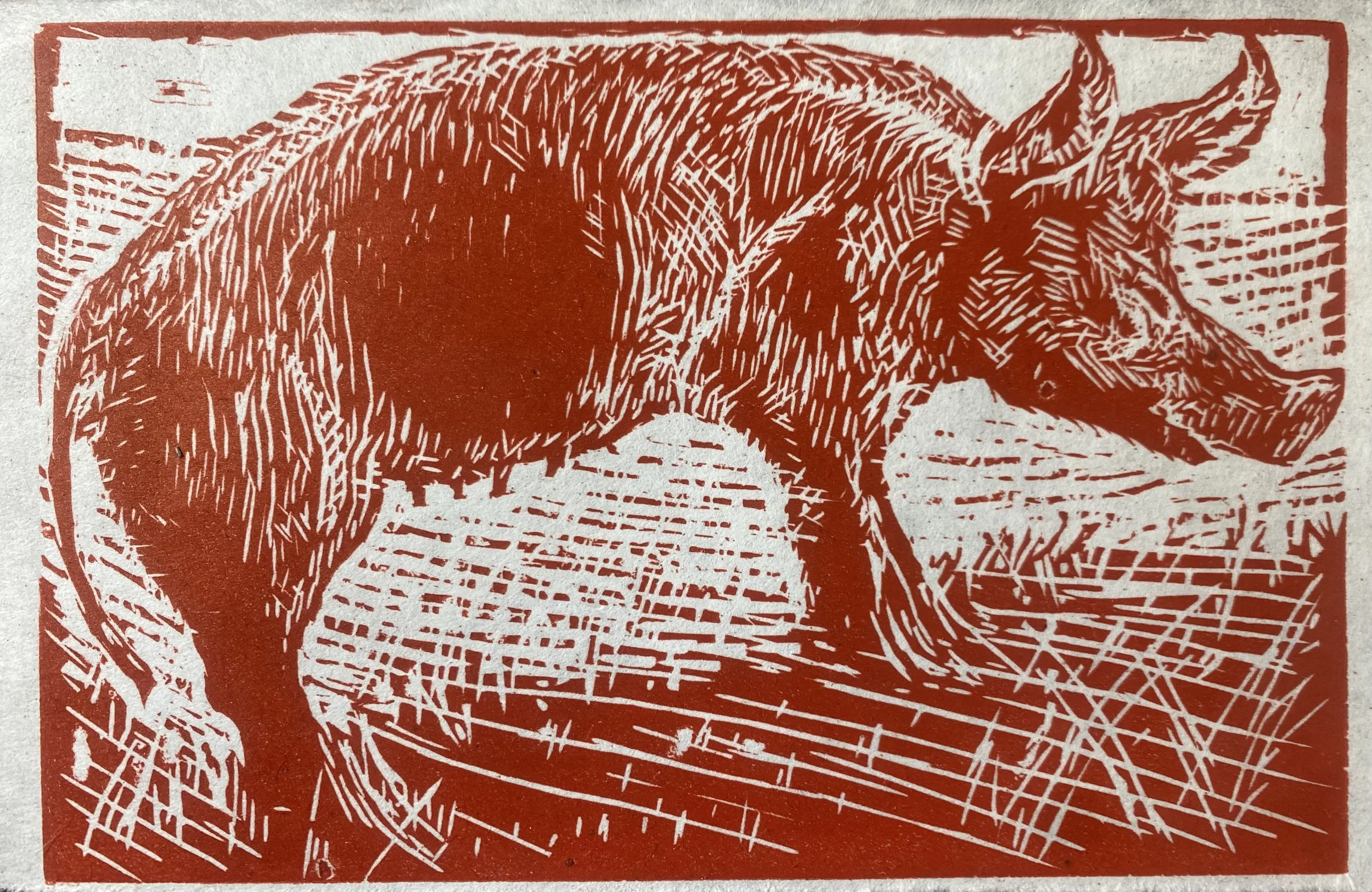 Red Tamworth Pig
(Drawn from Scottish National Museum of Rural Life at East Kilbride. )
one block colour print on Japanese Paper. collaboration with Mungo McCosh.
£80