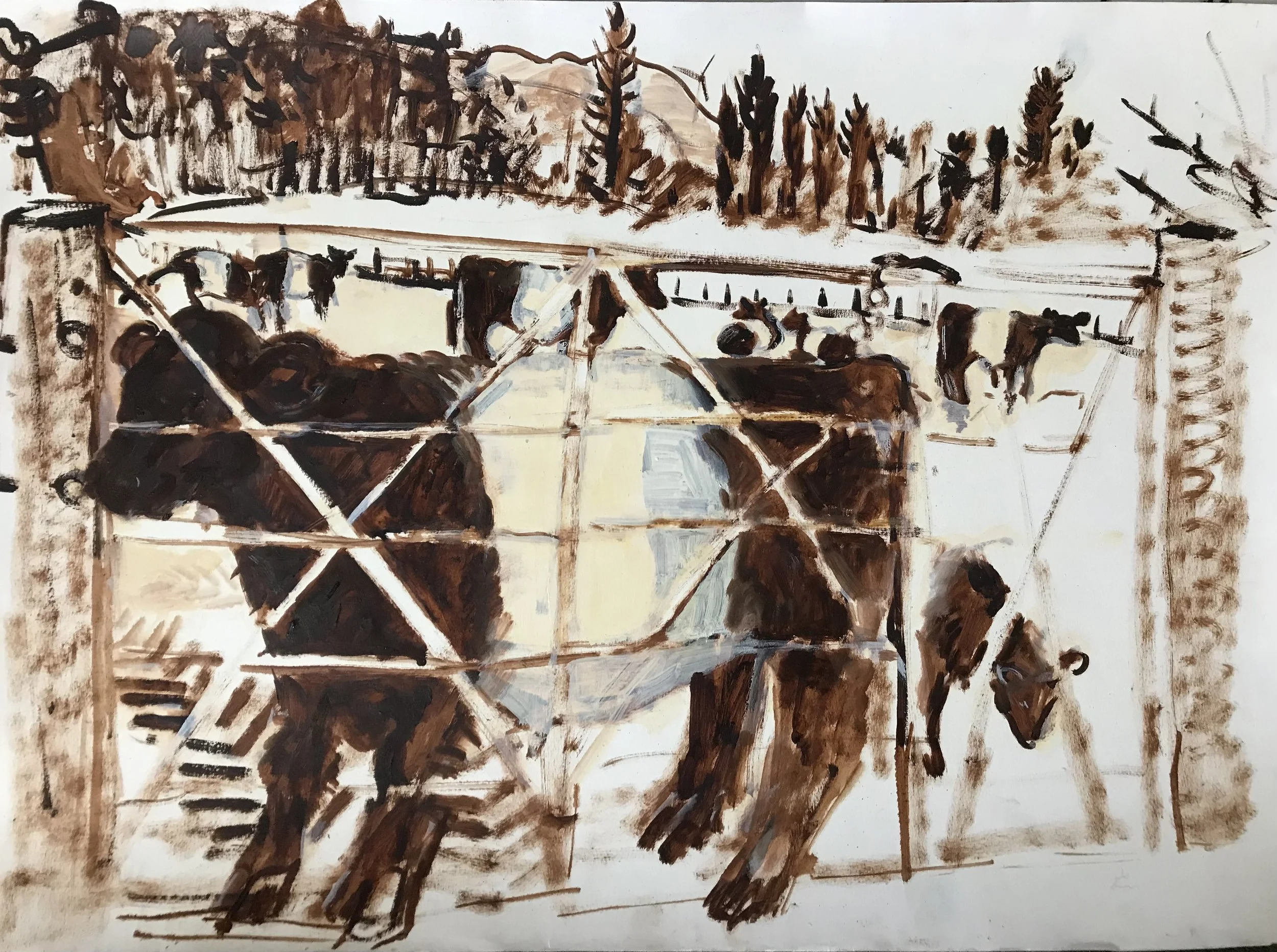 Belted Galloway -  Drawing-  print idea 