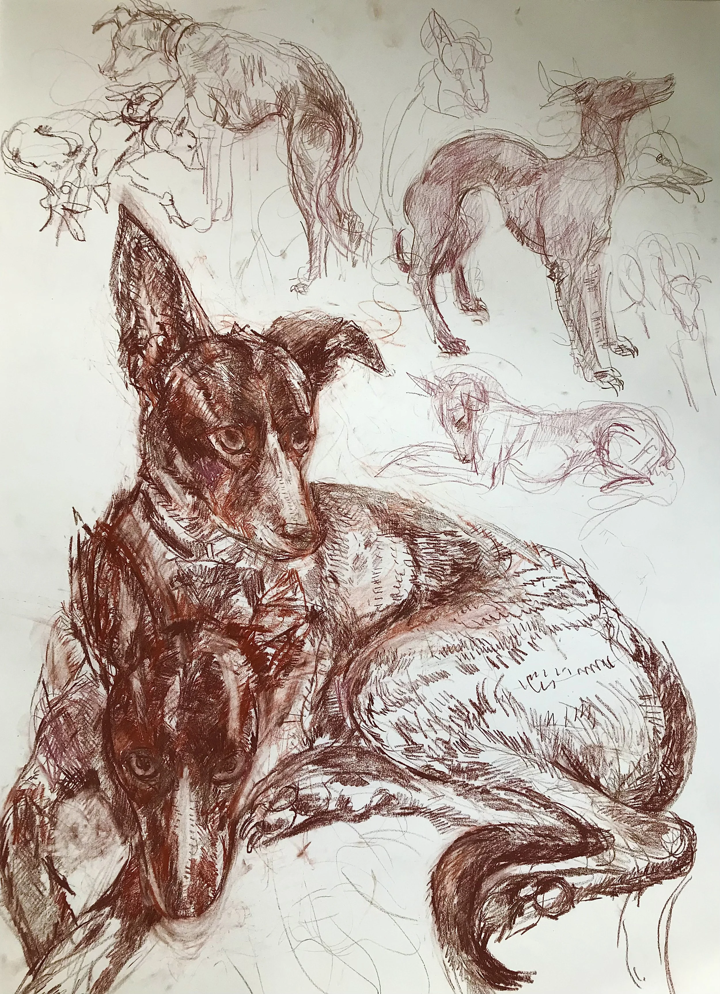 Dog, red sanguine chalk, £300
