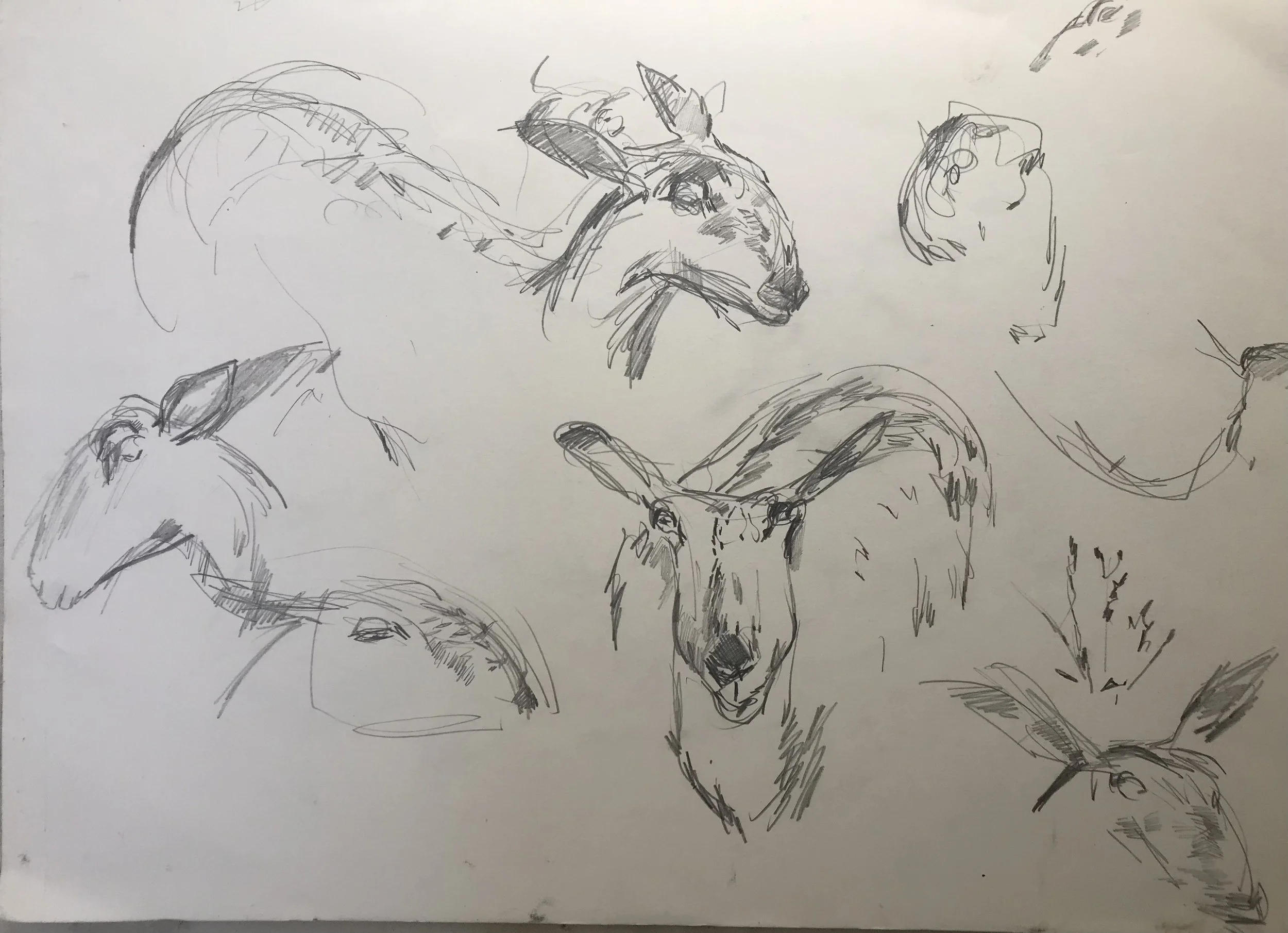 Blue Leicesters study