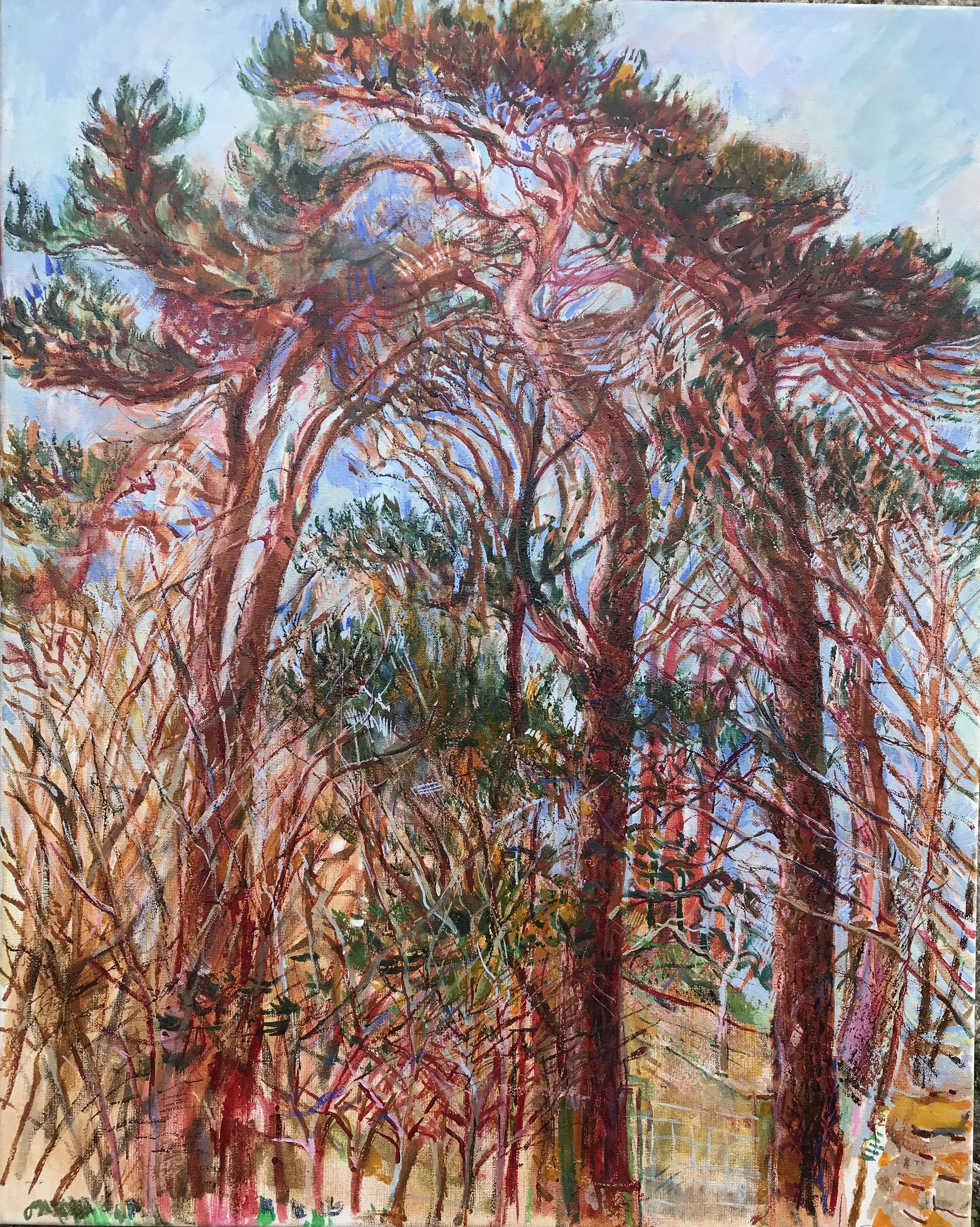 Scotspines