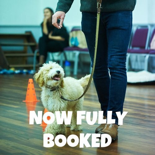 Puppy School Course - Brockham