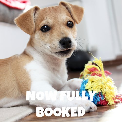 Puppy School Course - Lower Kingswood Church Hall (close to Reigate Hill)
