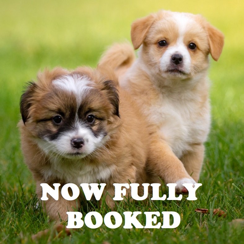 Puppy Socialisation & Recall Workshop - Secure Field (just outside Charlwood)