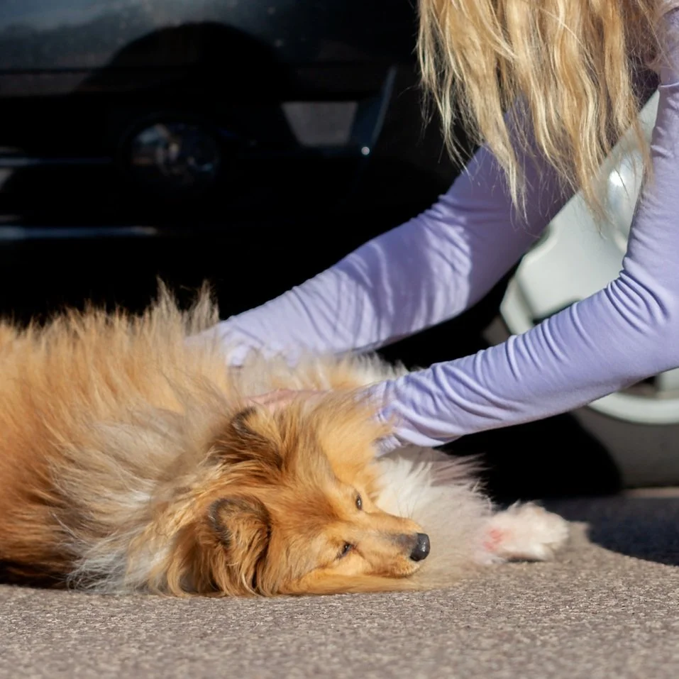 Dog First Aid Course