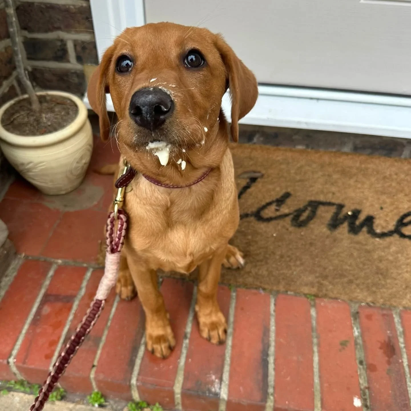 Puppy Maple:

She might be nailing her loose lead walking training but she definitely needs to work on her eating etiquette!! 

Serviette Maple? 🤣🤣

#LooseLeadWalking #PrimulaCheese #LabradorPuppy