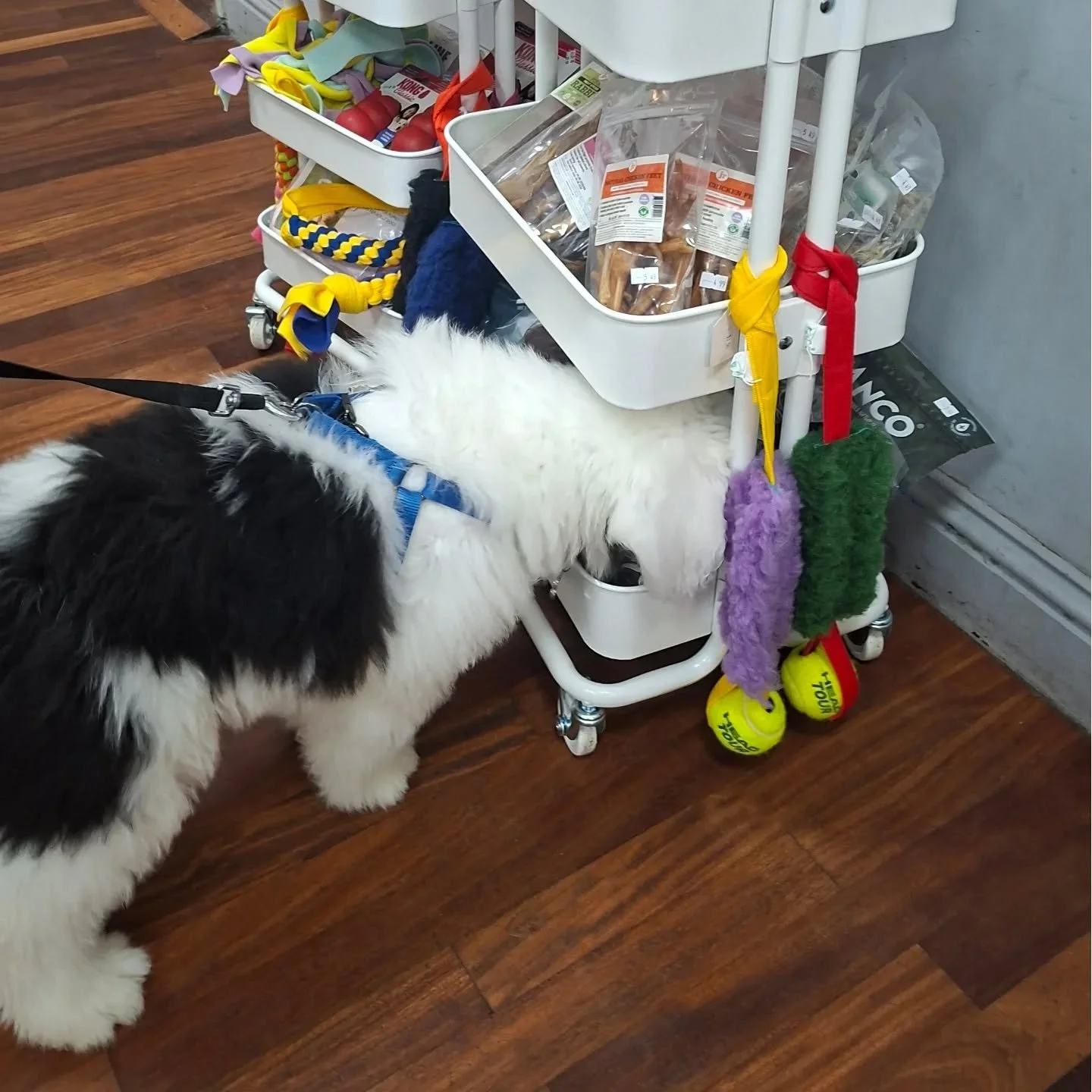 🐾 𝗕𝗮𝗿𝗻𝗲𝘆 𝗣𝘂𝗽𝗱𝗮𝘁𝗲 🐾

📰 BREAKING NEWS 💥

Barney is officially wanted by the paw-lice and is now a fugitive on the run after a brazen, broad-daylight snack heist at Puppy School class tonight!

Eyewitnesses report that he stole an entir