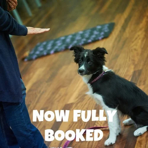 Puppy School Course - Brockham