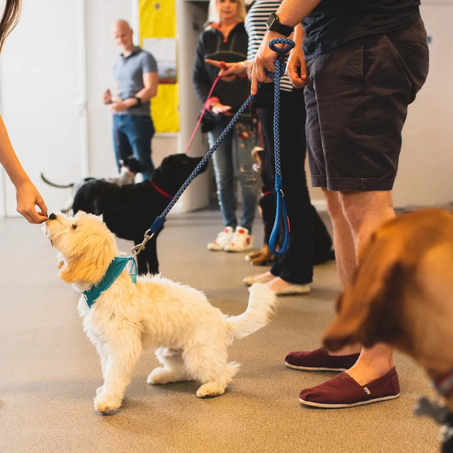 Puppy School Course - Reigate, South Park Scout Hut 