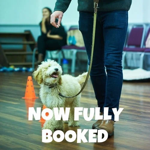 Puppy School Course - Lower Kingswood Church Hall (close to Reigate Hill) 