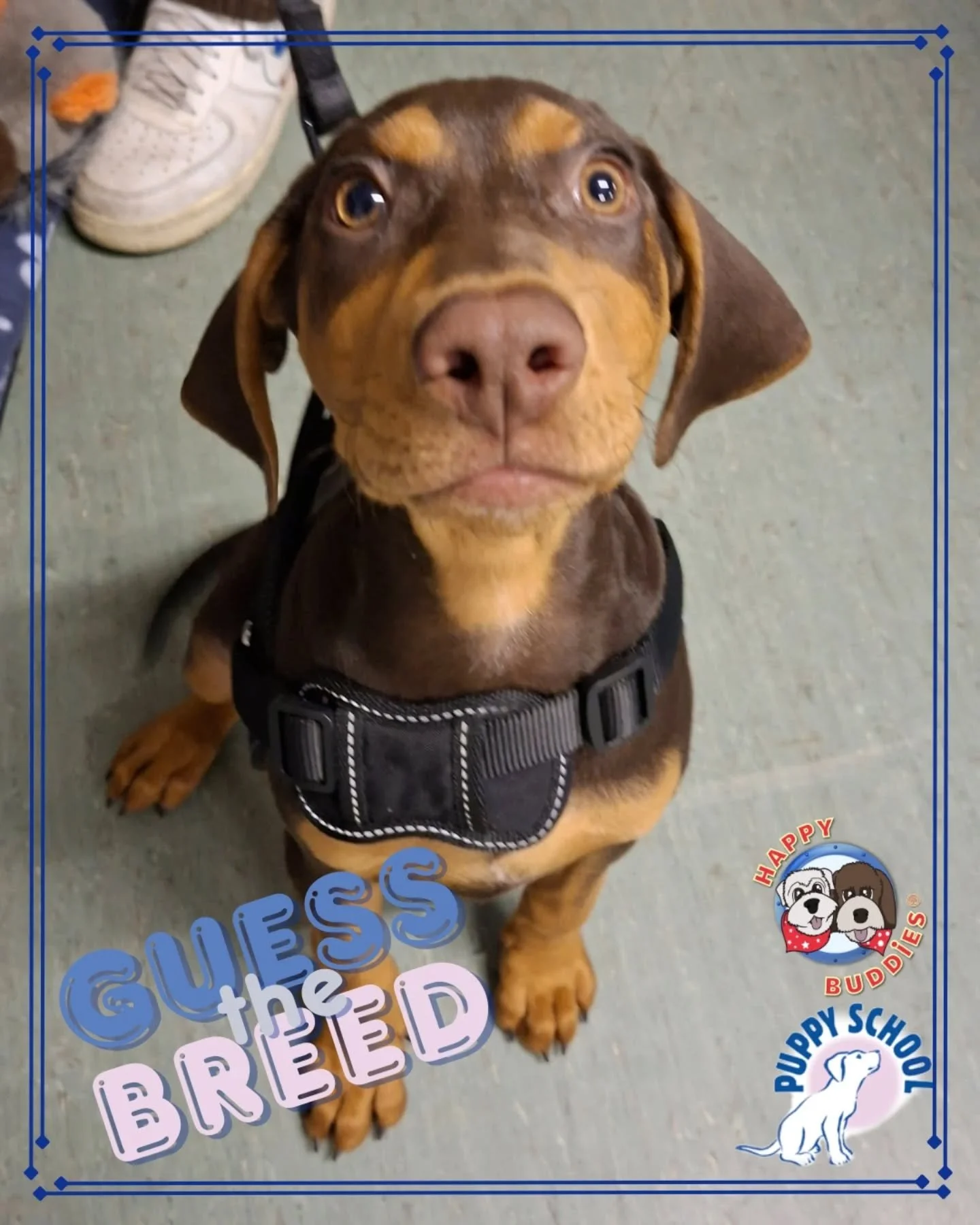 ❓️𝗚𝘂𝗲𝘀𝘀 𝘁𝗵𝗲 𝗕𝗿𝗲𝗲𝗱𝘀❓️

We had a lovely new Puppy School course start tonight in Reigate but before I post all their beautiful faces and give away their breeds and crossbreeds, I've got a 𝗚𝘂𝗲𝘀𝘀 𝘁𝗵𝗲 𝗕𝗿𝗲𝗲𝗱 for you! 

This is Mi