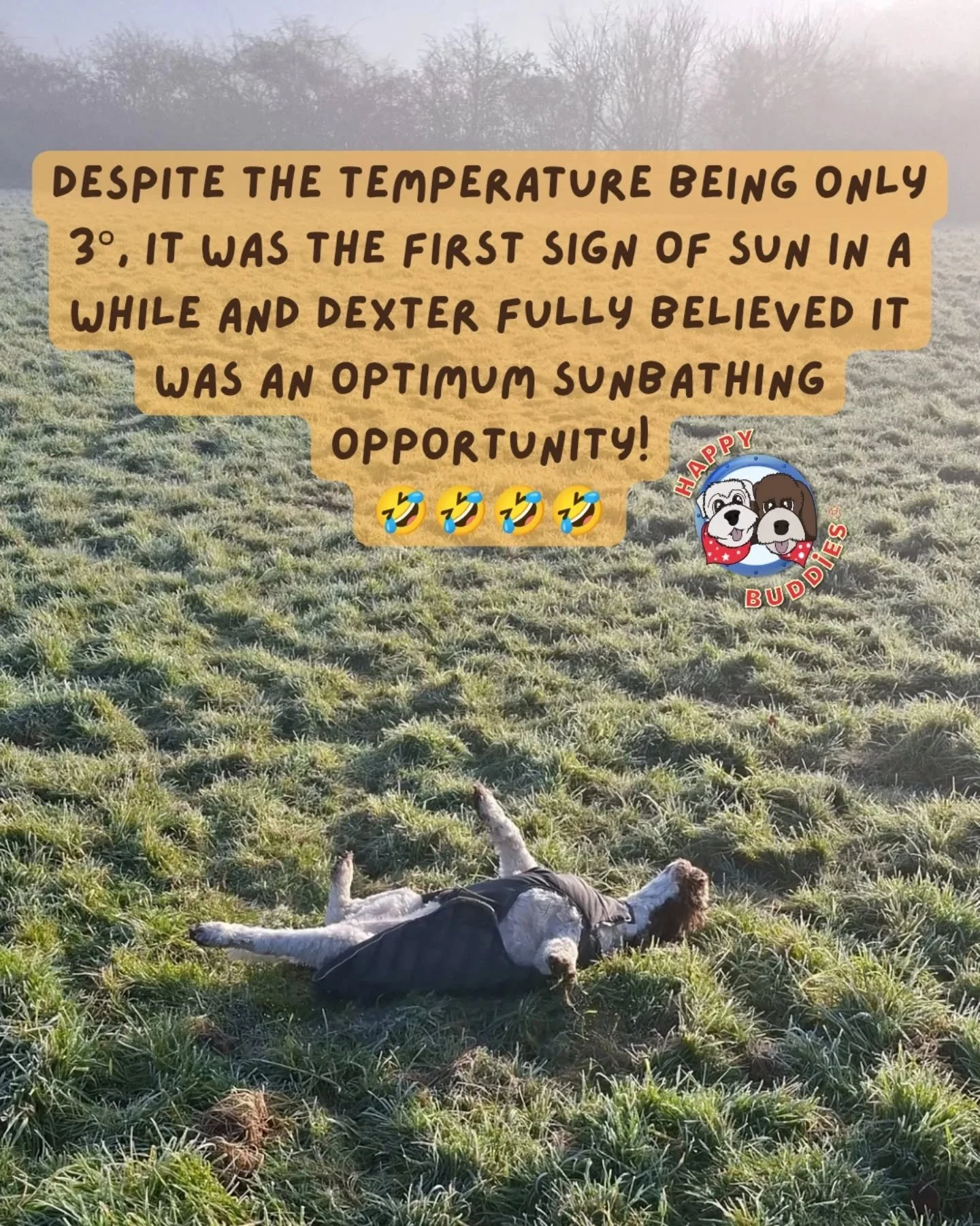 #DogWalking #SunsOut #OptimumSunbathingOpportunity #Cockapoo