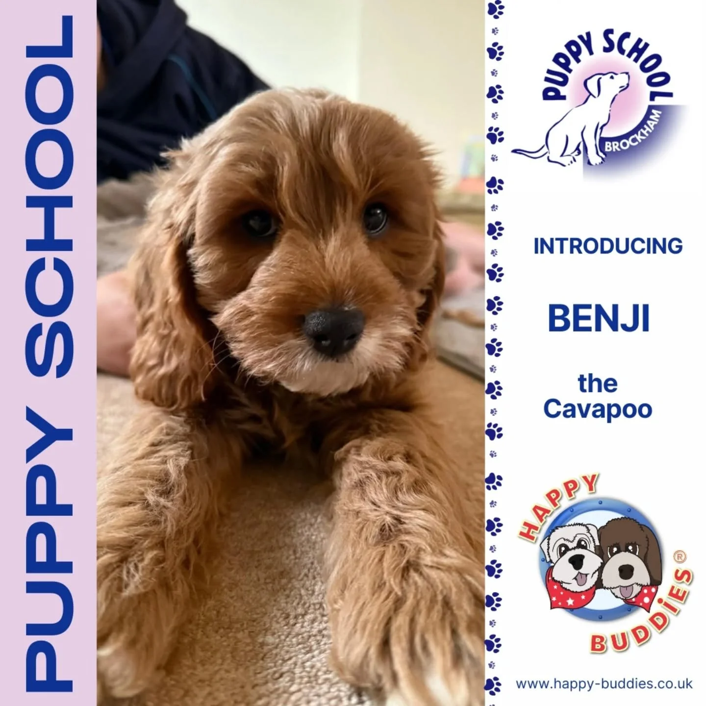 🐶 𝗪𝗲𝗹𝗰𝗼𝗺𝗲 𝘁𝗼 𝗣𝘂𝗽𝗽𝘆 𝗦𝗰𝗵𝗼𝗼𝗹! 🐶

Welcome to our newest students at Happy Buddies' Puppy School! They started their foundation course with us last night in Brockham and OMIDOG they are a cute bunch! Full of energy, sass and keeness 