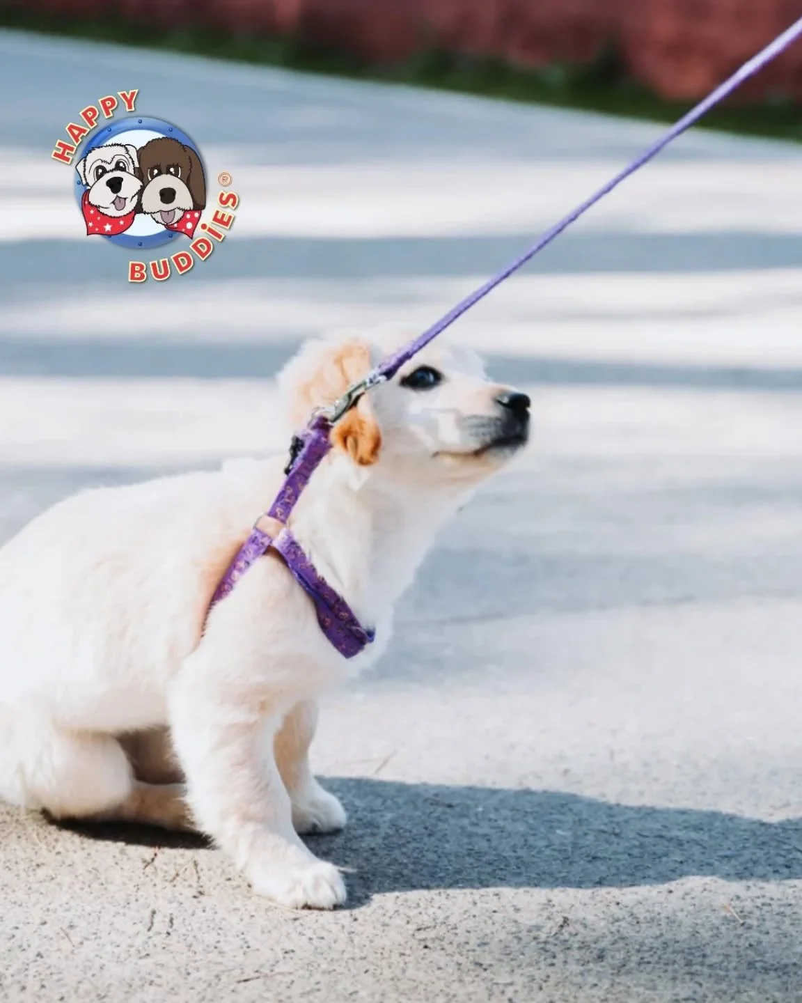 🐾 𝗡𝗲𝘄 𝗕𝗹𝗼𝗴 𝗣𝗼𝘀𝘁: 𝗪𝗵𝘆 𝗪𝗼𝗻&rsquo;𝘁 𝗠𝘆 𝗣𝘂𝗽𝗽𝘆 𝗪𝗮𝗹𝗸? 🐾

𝗨𝗻𝗱𝗲𝗿𝘀𝘁𝗮𝗻𝗱𝗶𝗻𝗴 𝘁𝗵𝗲 𝗥𝗲𝗮𝘀𝗼𝗻𝘀 𝗕𝗲𝗵𝗶𝗻𝗱 𝘁𝗵𝗲 '𝗣𝘂𝗽𝗽𝘆 𝗕𝗿𝗮𝗸𝗲𝘀'.

One of the most common questions I get from new puppy owners is "?