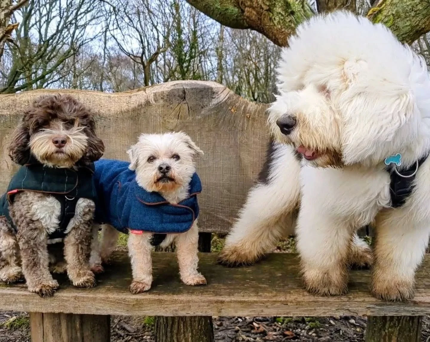 We went for a walk with Barney today. Buddy and Fudge were deeply confused as to why a bear had joined us now that he is double their size, but Barney was a gentle giant and the sweetest boy. 🐶

#OES #OldEnglishSheepdog #LhasaApso #Cockapoo #FamilyD