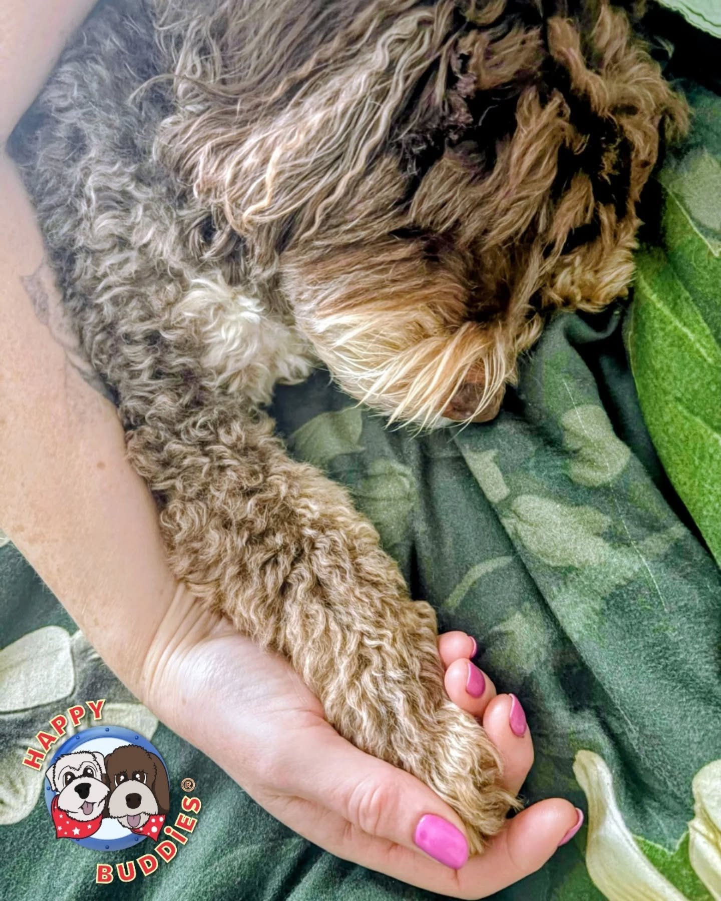 What Saturday mornings are made for - lie in's and furry cuddles! ❤️

#SaturdayMornings #FurryCuddles #Cockapoo #LazyDays #BestFriend