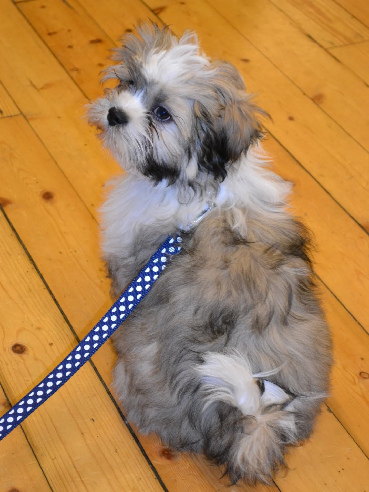 Thirteen years ago my little Buddy graduated from his Puppy School course! How darn cute was he as a puppy!! It wasn't long after this that I decided to quit my career in HR and become a dog trainer myself! Best thing I ever did ... other than welcom