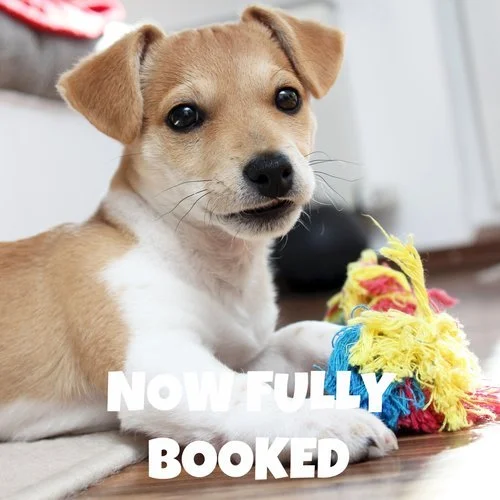 Puppy School Course - Lower Kingswood Church Hall (close to Reigate Hill) 