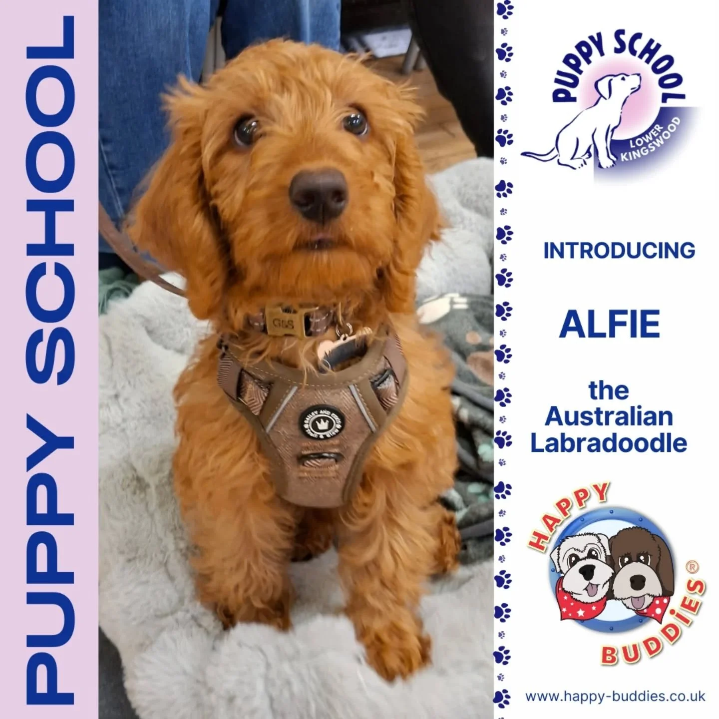 🐶 𝗪𝗲𝗹𝗰𝗼𝗺𝗲 𝘁𝗼 𝗣𝘂𝗽𝗽𝘆 𝗦𝗰𝗵𝗼𝗼𝗹! 🐶

Q. Do I have the best job EVER?
A. 💯% YEEEEEES!!!

I got to meet these gorgeous, cheeky, adorable and mischievous little puppies tonight as they started their training journey at Puppy School. 

Th