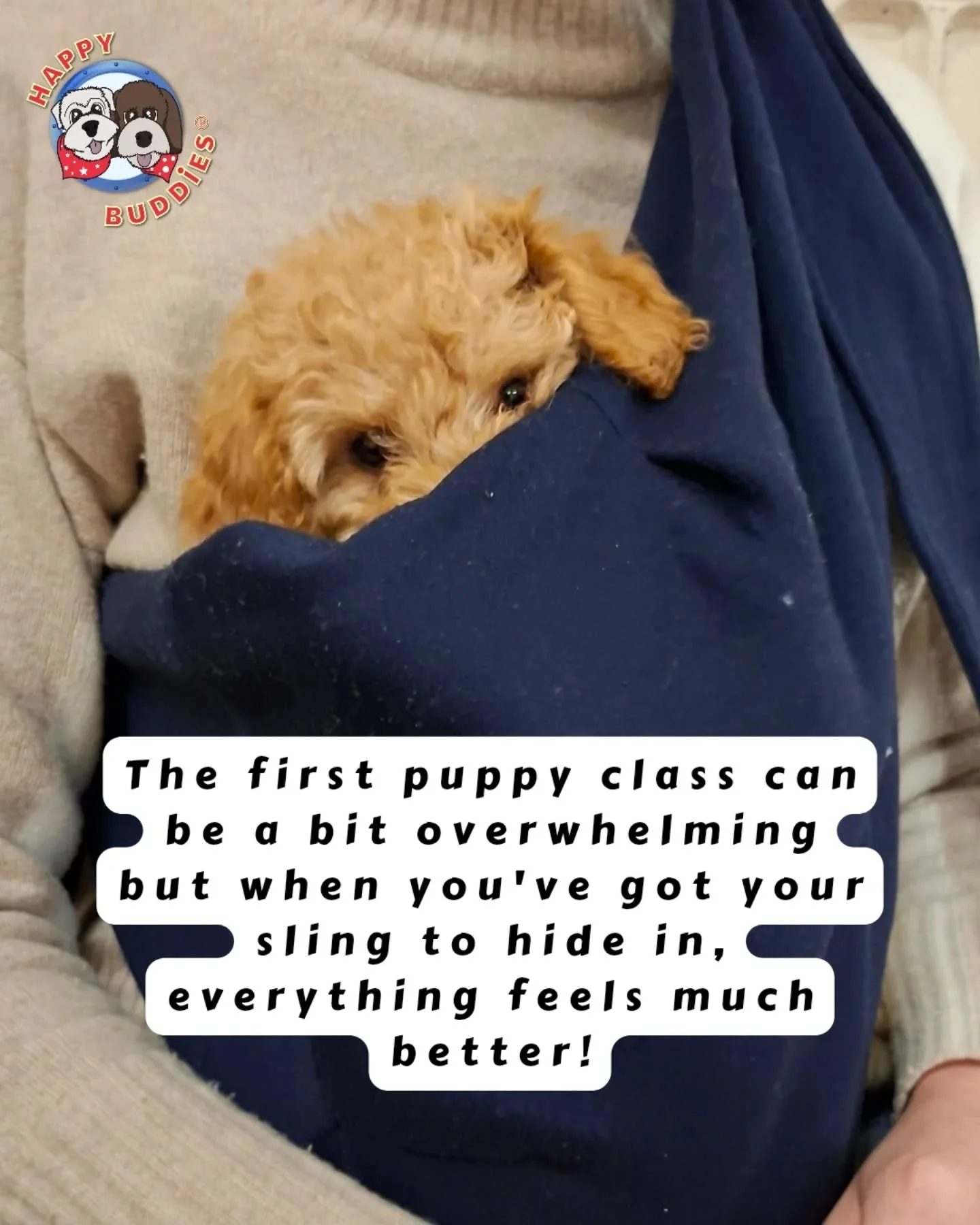 Little Ginny melted my heart tonight at her first Puppy School class. I asked if I could take a little photo of her and when I showed her the camera, she popped her little nose inside her safe space 🥰. 

By the end of class she'd found a little conf