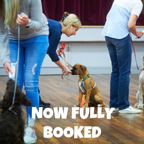 Puppy School Course - Reigate, South Park Scout Hut 
