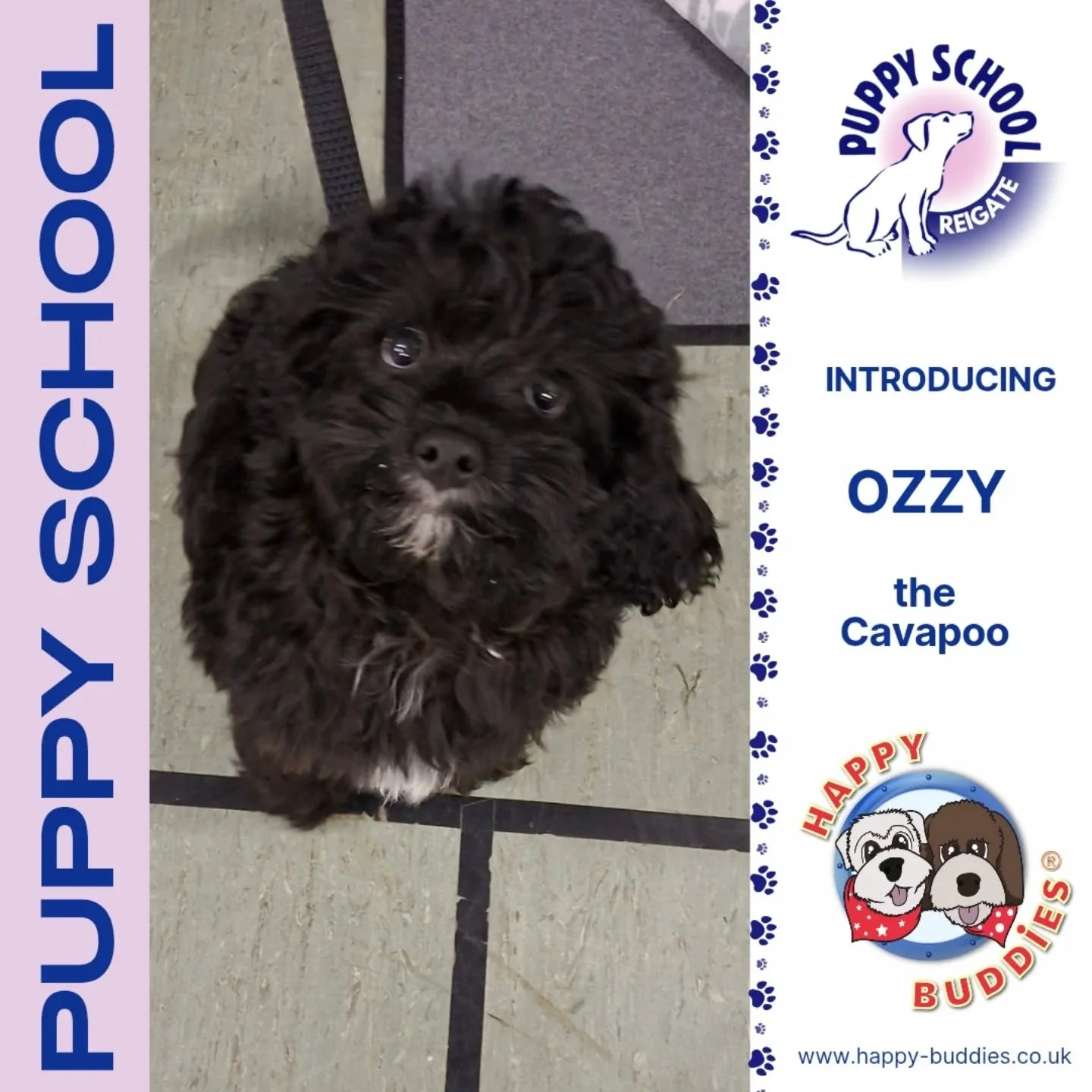 🐶 𝗪𝗲𝗹𝗰𝗼𝗺𝗲 𝘁𝗼 𝗣𝘂𝗽𝗽𝘆 𝗦𝗰𝗵𝗼𝗼𝗹! 🐶

You might think I have the best job EVER but actually it's really tough!! I mean imagine meeting all these puppies and not being allowed to take them home with me! 

Welcome to our Happy Buddies' Pu