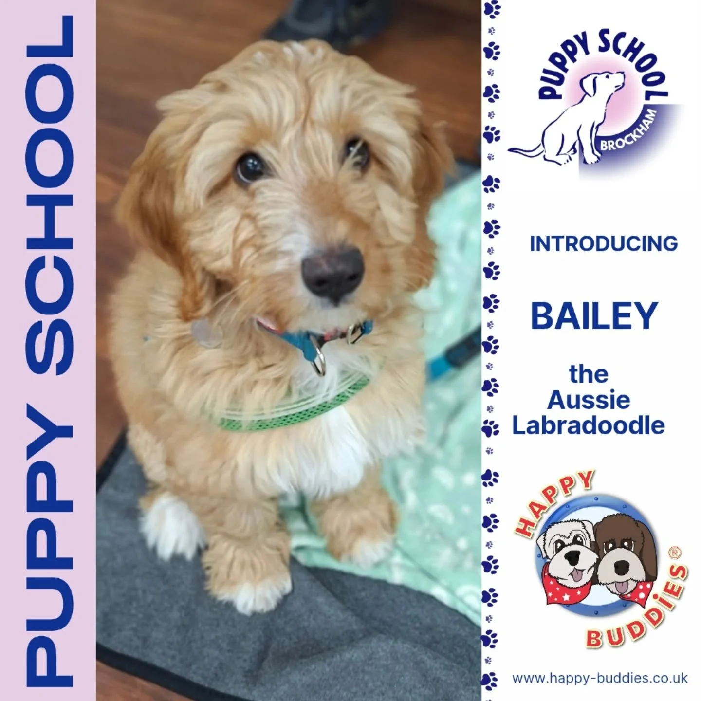 🐶 𝗪𝗲𝗹𝗰𝗼𝗺𝗲 𝘁𝗼 𝗣𝘂𝗽𝗽𝘆 𝗦𝗰𝗵𝗼𝗼𝗹! 🐶

A BIG welcome to our newest Happy Buddies' Puppy School trainees Bailey, Coco, Ernie, Herbie, Moppett and Trevor - this group definitely get the award for BEST NAMES in one class!! 

What a delightf