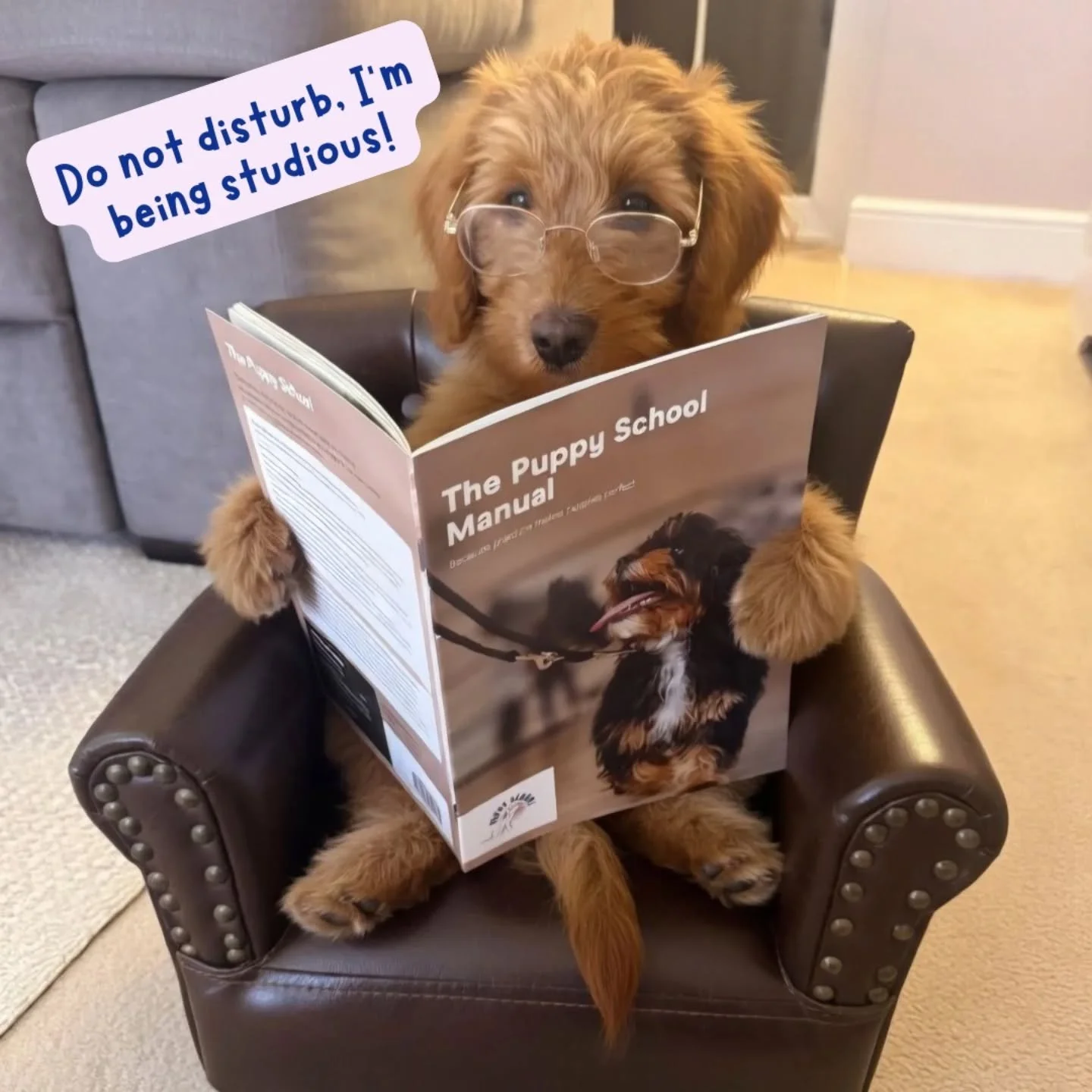 Well, it seems as though Alfie set the bar for homework photos!

I've been sent yet more evidence of our bright puppies  studying their Puppy School Manuals and checking their humans are training them not just correctly but with the right amount of t