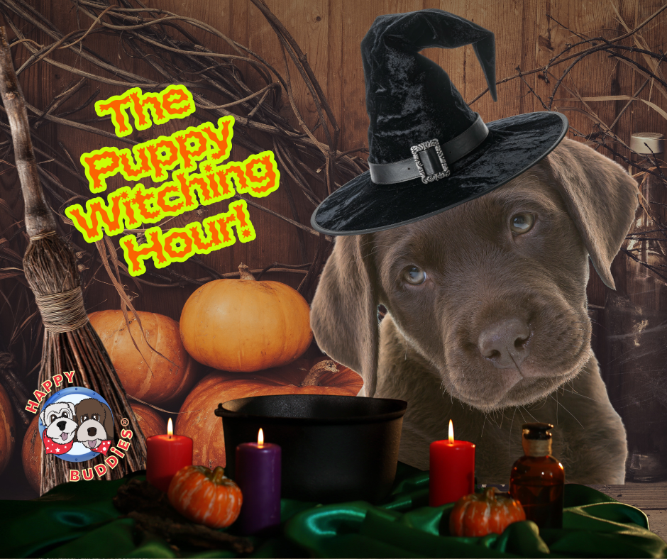 The 'Witching Hour' in Puppies: What It Is, Why it Happens and How to Survive It!