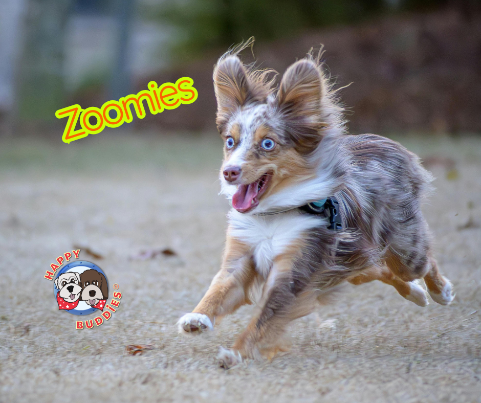 Zoomies: What They Are, Why They Happen and How to Handle Them.