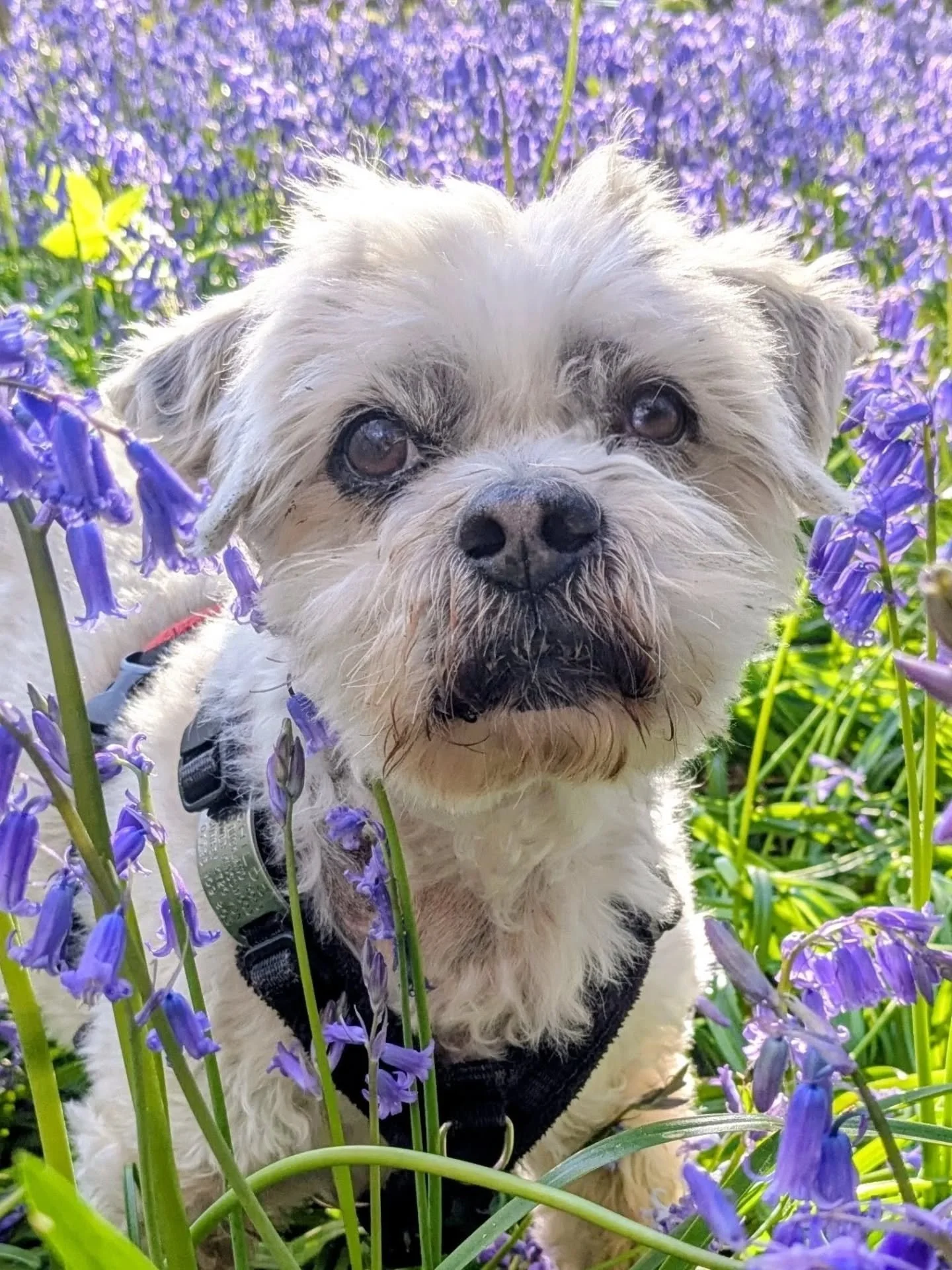 For those who don't know, my little Buddy's Kennel Club pedigree name is Bluebell Wood.

I love bluebells and did long before Buddy came along - so, 13 years ago, when I chose Buddy from his litter and then found out what his KC name was - I knew we 