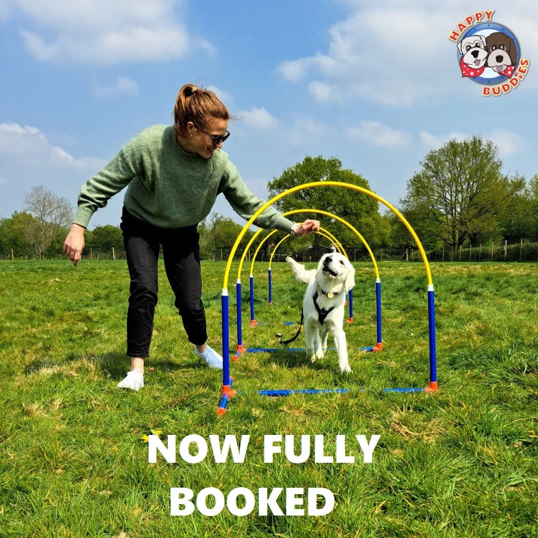 Canine Hoopers LEVEL 1 (BEGINNERS) Course - Downs Meadow Stables (Dorking)