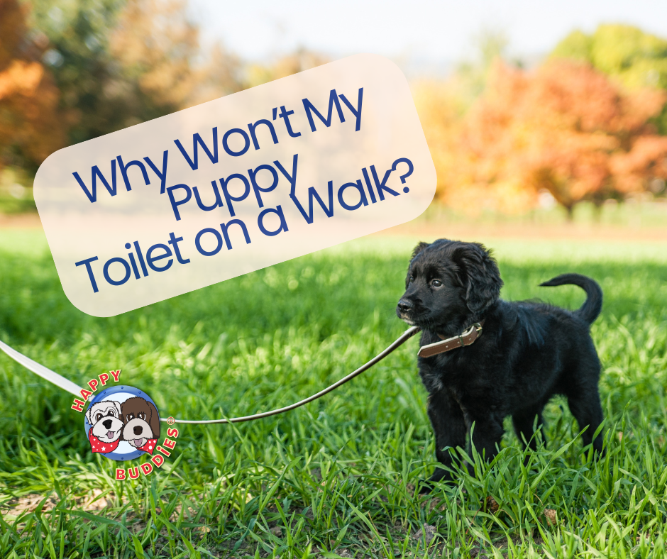 Why Won’t My Puppy Toilet on Walks?