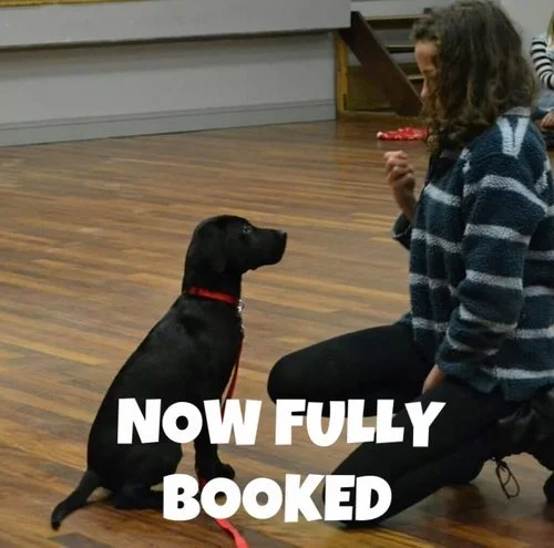 Canine College Course - Brockham 